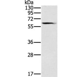 SLC45A3 Antibody from Signalway Antibody (37801) - Antibodies.com