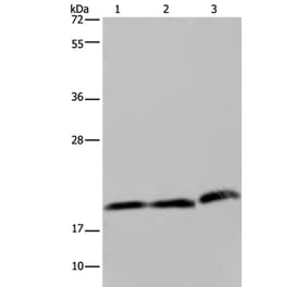 PGLYRP1 Antibody from Signalway Antibody (37820) - Antibodies.com