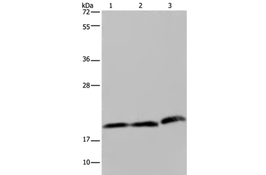 PGLYRP1 Antibody from Signalway Antibody (37820) - Antibodies.com