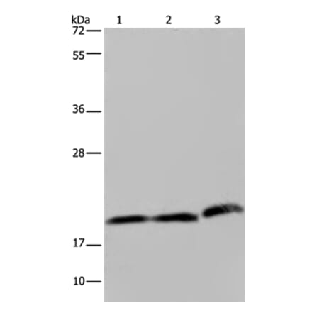 PGLYRP1 Antibody from Signalway Antibody (37820) - Antibodies.com