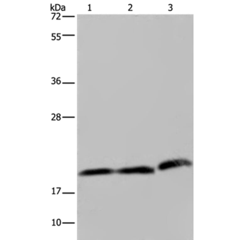 PGLYRP1 Antibody from Signalway Antibody (37820) - Antibodies.com