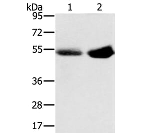 SLC13A3 Antibody from Signalway Antibody (37949) - Antibodies.com