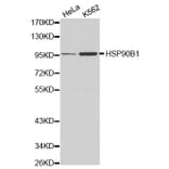 Western blot - HSP90B1 antibody from Signalway Antibody (38161) - Antibodies.com