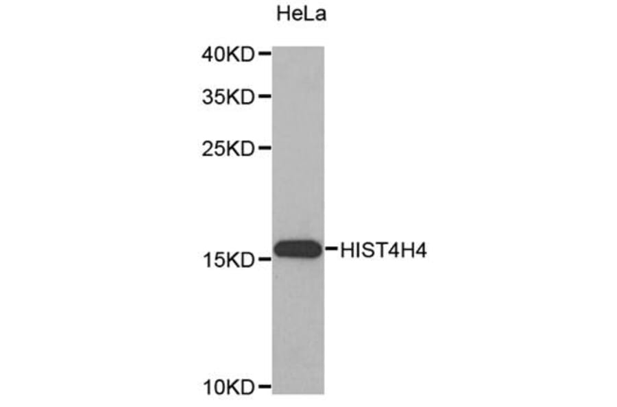 Western blot - HIST4H4 antibody from Signalway Antibody (38198) - Antibodies.com