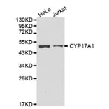 Western blot - CYP17A1 antibody from Signalway Antibody (38233) - Antibodies.com