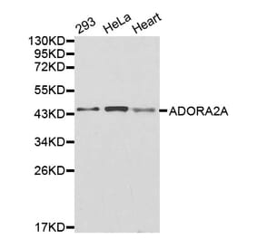 Western blot - ADORA2A antibody from Signalway Antibody (38260) - Antibodies.com