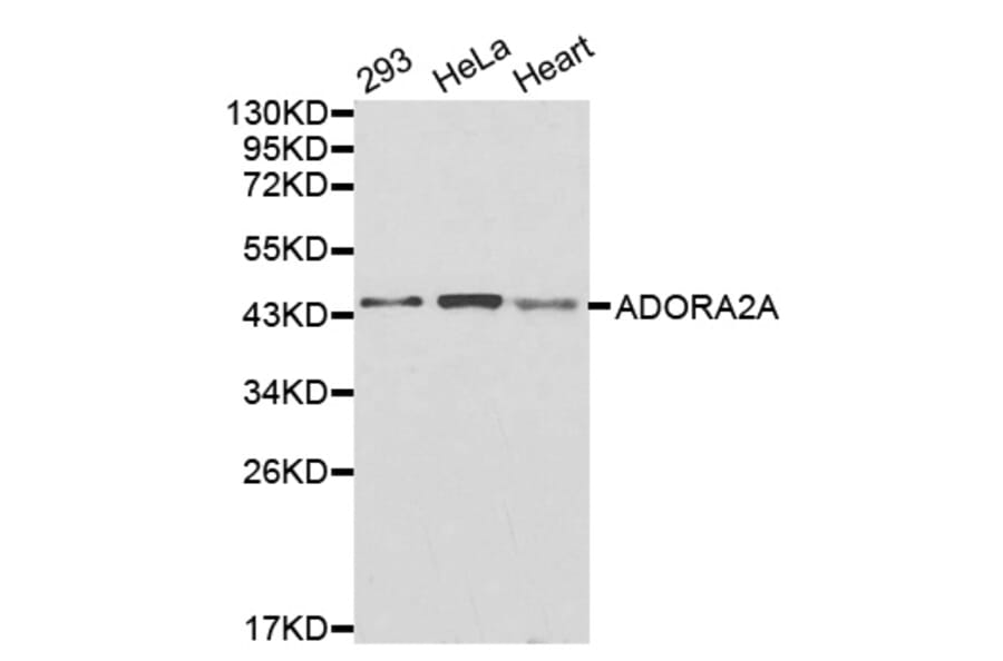 Western blot - ADORA2A antibody from Signalway Antibody (38260) - Antibodies.com