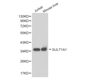 Western blot - SULT1A1 antibody from Signalway Antibody (38264) - Antibodies.com