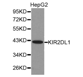 Western blot - KIR2DL1 antibody from Signalway Antibody (38283) - Antibodies.com