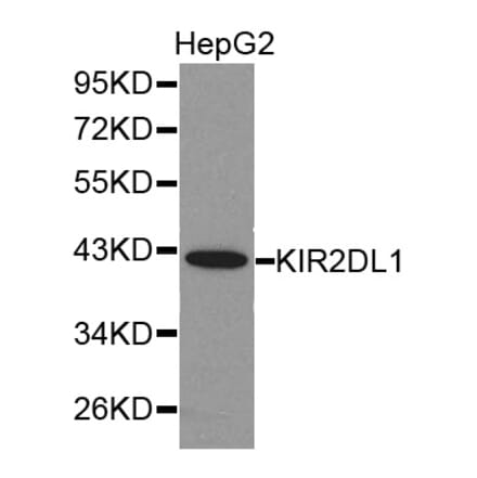 Western blot - KIR2DL1 antibody from Signalway Antibody (38283) - Antibodies.com