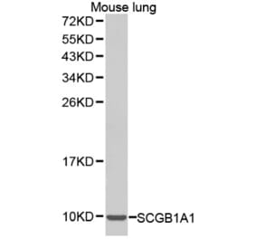 Western blot - SCGB1A1 antibody from Signalway Antibody (38290) - Antibodies.com