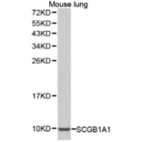 Western blot - SCGB1A1 antibody from Signalway Antibody (38290) - Antibodies.com