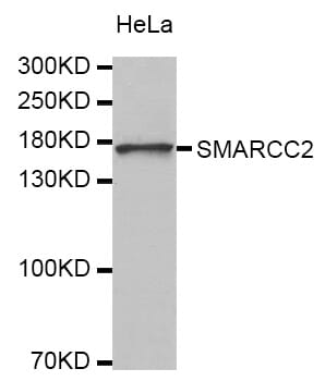 Western blot analysis of extracts of HeLa cell line, using SMARCC2 antibody.