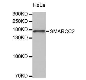 Western blot - SMARCC2 antibody from Signalway Antibody (38327) - Antibodies.com