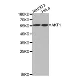 Western blot - pan-AKT antibody from Signalway Antibody (38602) - Antibodies.com