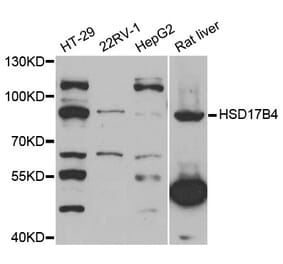 Western blot - HSD17B4 antibody from Signalway Antibody (38741) - Antibodies.com