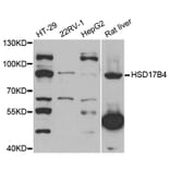 Western blot - HSD17B4 antibody from Signalway Antibody (38741) - Antibodies.com