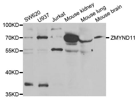 Western blot analysis of extracts of various cell lines, using ZMYND11 antibody.