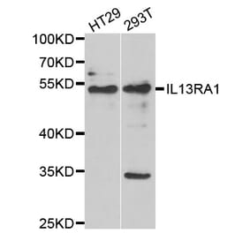 Western blot - IL13RA1 antibody from Signalway Antibody (39055) - Antibodies.com