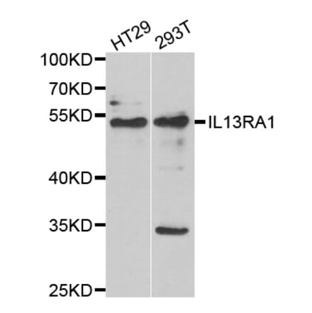 Western blot - IL13RA1 antibody from Signalway Antibody (39055) - Antibodies.com