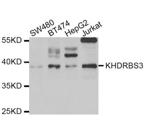 Western blot - KHDRBS3 antibody from Signalway Antibody (39062) - Antibodies.com