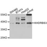 Western blot - KHDRBS3 antibody from Signalway Antibody (39062) - Antibodies.com