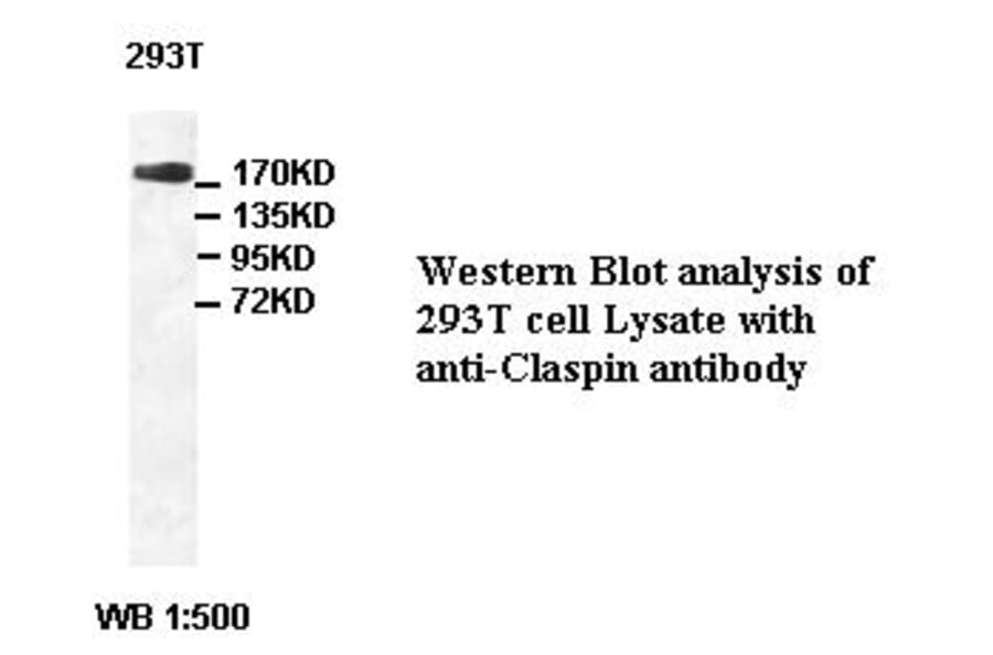 Claspin Antibody from Signalway Antibody (39421) - Antibodies.com