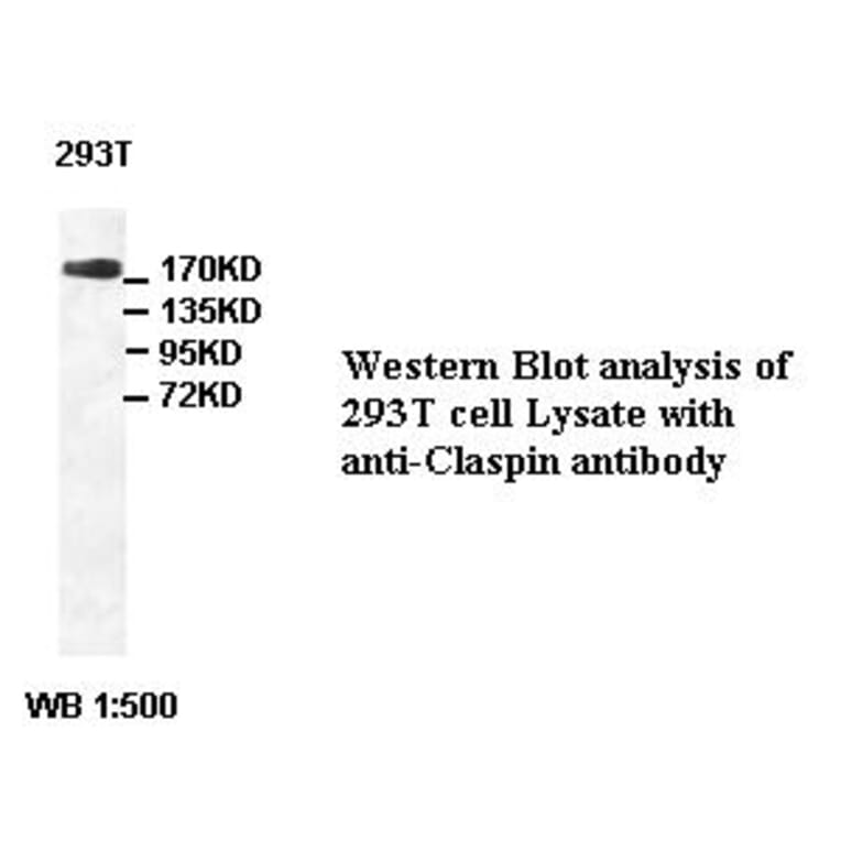 Claspin Antibody from Signalway Antibody (39421) - Antibodies.com