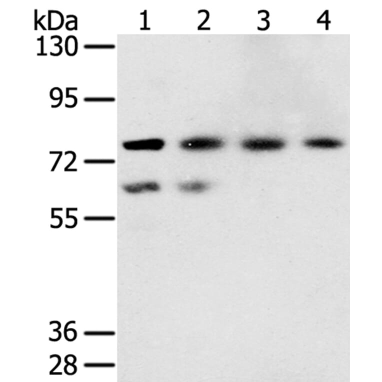 TMPRSS7 Antibody from Signalway Antibody (40059) - Antibodies.com
