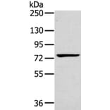 RHOBTB1 Antibody from Signalway Antibody (40075) - Antibodies.com