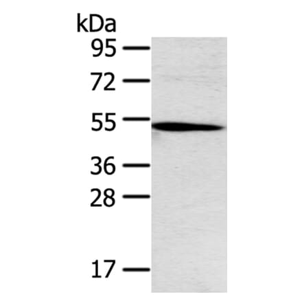 TNFRSF4 Antibody from Signalway Antibody (40256) - Antibodies.com
