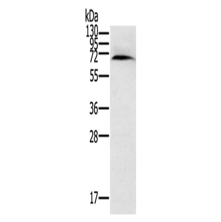 CYP11A1 Antibody from Signalway Antibody (42715) - Antibodies.com