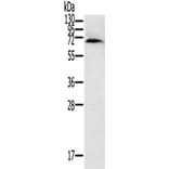 CYP11A1 Antibody from Signalway Antibody (42715) - Antibodies.com