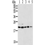 TPD52L1 Antibody from Signalway Antibody (43167) - Antibodies.com