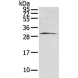 ZFAND2B Antibody from Signalway Antibody (43206) - Antibodies.com