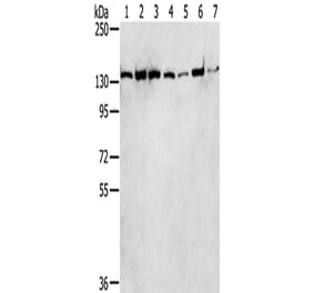 SMARCA5 Antibody from Signalway Antibody (43330) - Antibodies.com