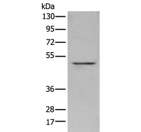 POLDIP3 Antibody from Signalway Antibody (43556) - Antibodies.com