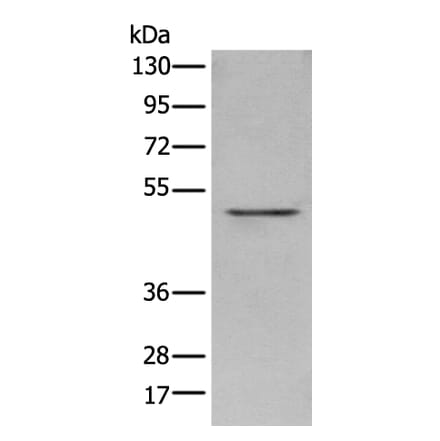 POLDIP3 Antibody from Signalway Antibody (43556) - Antibodies.com