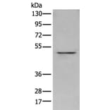 POLDIP3 Antibody from Signalway Antibody (43556) - Antibodies.com