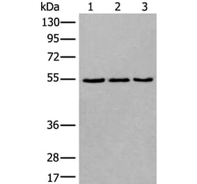WDSUB1 Antibody from Signalway Antibody (43806) - Antibodies.com