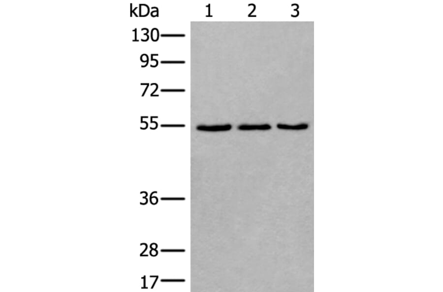 WDSUB1 Antibody from Signalway Antibody (43806) - Antibodies.com