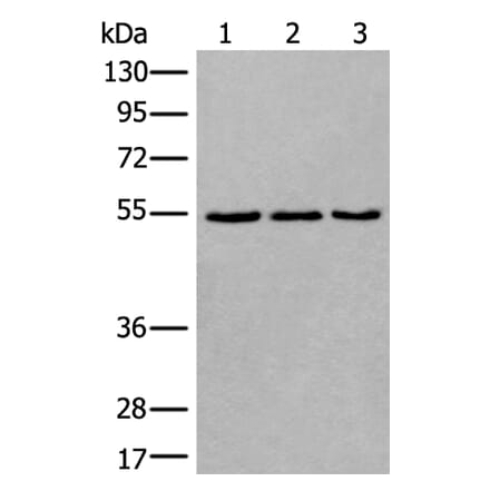WDSUB1 Antibody from Signalway Antibody (43806) - Antibodies.com