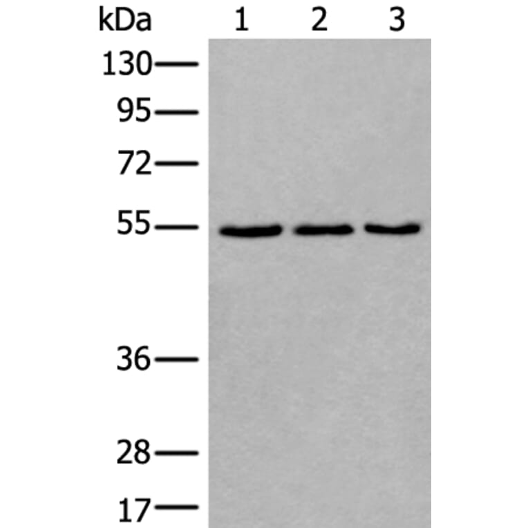 WDSUB1 Antibody from Signalway Antibody (43806) - Antibodies.com