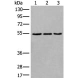 WDSUB1 Antibody from Signalway Antibody (43806) - Antibodies.com