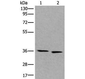 CDC123 Antibody from Signalway Antibody (43860) - Antibodies.com