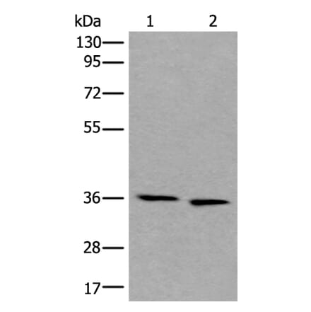 CDC123 Antibody from Signalway Antibody (43860) - Antibodies.com
