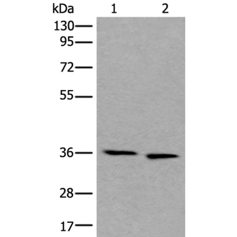 CDC123 Antibody from Signalway Antibody (43860) - Antibodies.com