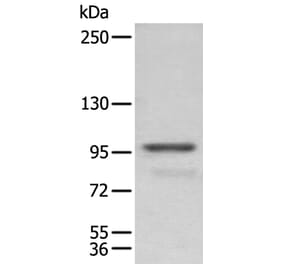 PDCD6IP Antibody from Signalway Antibody (43906) - Antibodies.com