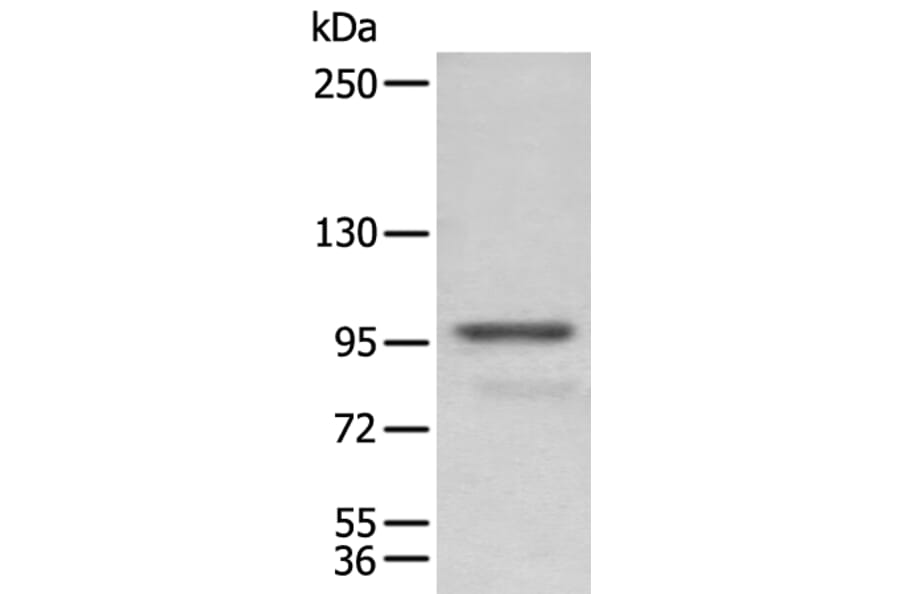 PDCD6IP Antibody from Signalway Antibody (43906) - Antibodies.com