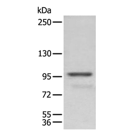 PDCD6IP Antibody from Signalway Antibody (43906) - Antibodies.com
